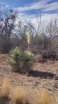 Yucca elata