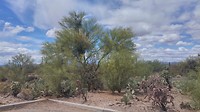 Palo Verde struik