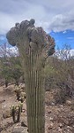 Crested Saguaro