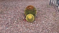Arizona barrel cactus