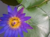 Lotusbloem