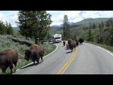kudde buffaloos komt ons tegemoet in het Yellowstone Park