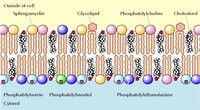 Bilayer