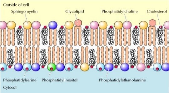 Bilayer