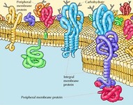 Protein organization
