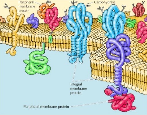 Protein organization