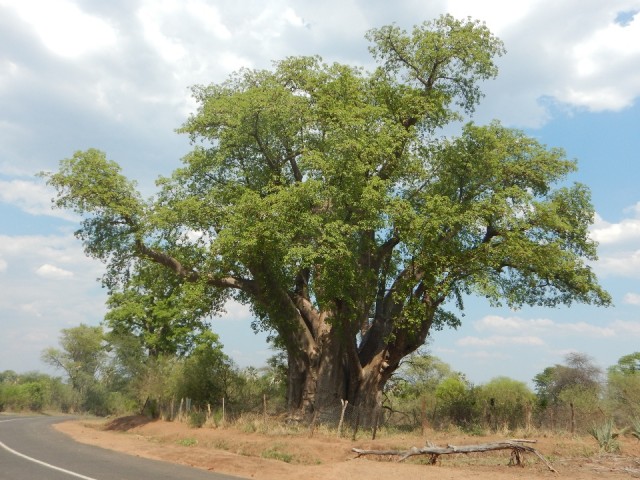 Baobab, de grootste boom ter wereld, 1500 jaar oud.... | Foto