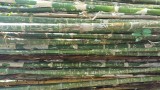 Bamboo