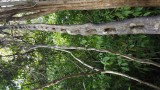 Tarzan was here!