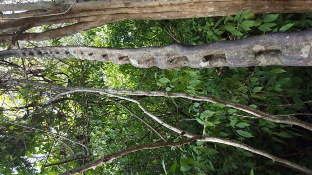 Tarzan was here!