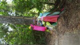Holy tree/boutique