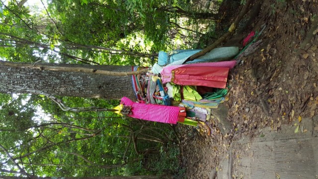 Holy tree/boutique
