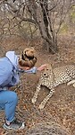 Knuffelen met een cheetah