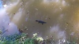 Platypus of vogelbekdier