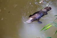 De Platypus in levende lijve 1