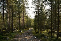 Wandelroute bij Ounasvaara