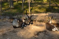 Reindeer