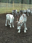 Rendieren in de roundup