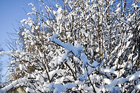 Snow ❄️
