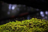 Mos in het bos