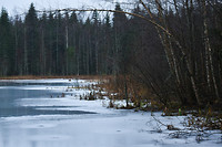 Zweedse natuur