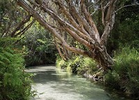 Eli creek