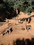 Bioparc, 26/01/2019