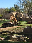 Bioparc, 26/01/2019