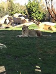Bioparc, 26/01/2019