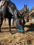 IMG_7439