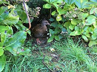 IMG_7531