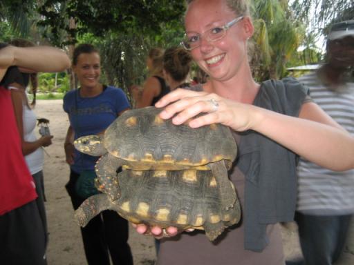 Met de schildpadden