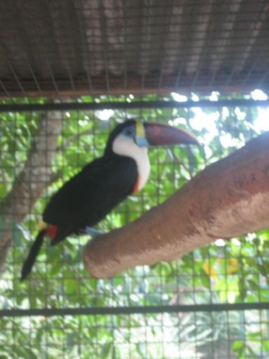 Toekan