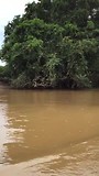 Torteguero