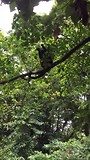Apen, “Howler monkeys”