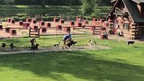 bezoek husky farm, de puppies worden getraind voor sledetochten, en ze willen zo graag.