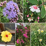 Heel veel prachtige bloemen