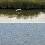 Lepelaar op het wad en in de sloot