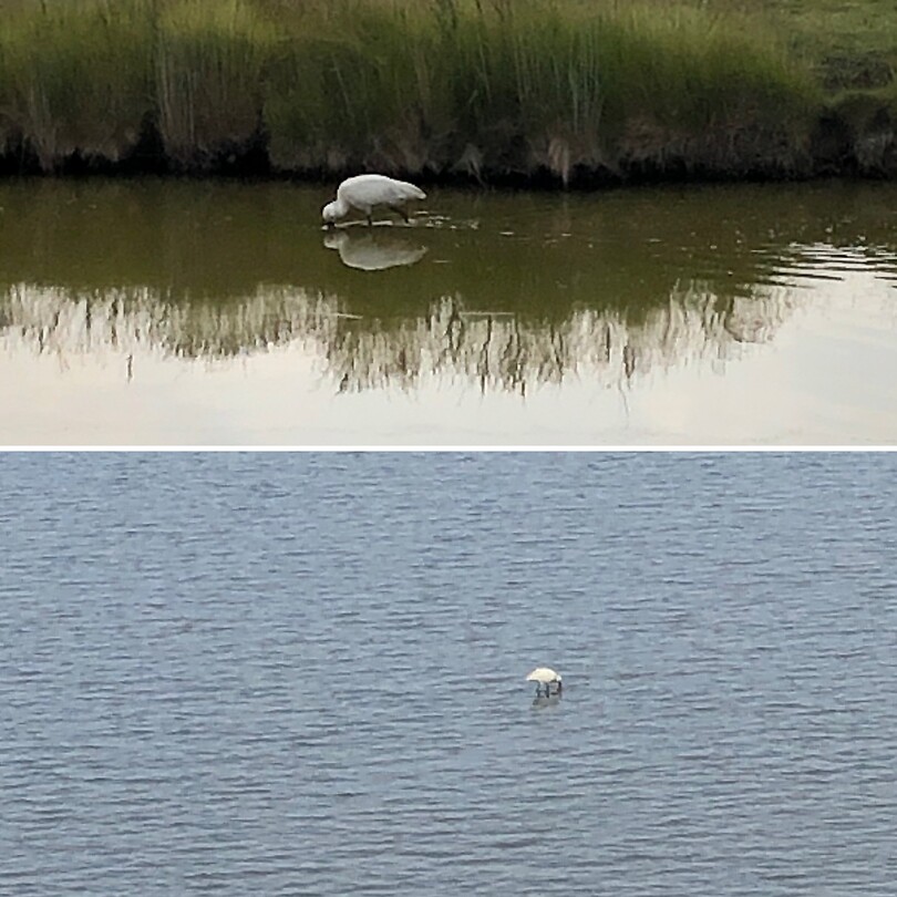 Lepelaar op het wad en in de sloot