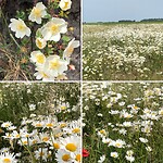 Velden vol margrieten en duinroosjes