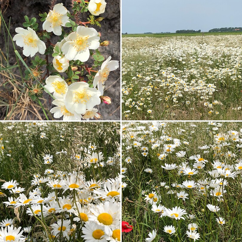 Velden vol margrieten en duinroosjes
