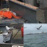En nadat wij van boord gingen hadden de meeuwen een koningsmaal