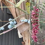 Eucalyptus en peper bomen op de camping