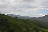 Boh theeplantage