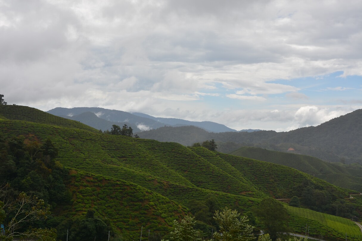 Boh theeplantage