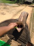 Tijdens Olifant rijden, bedeld om een banaan