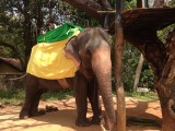 Onze olifant