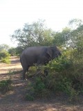 Wilde olifant