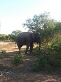 Olifant