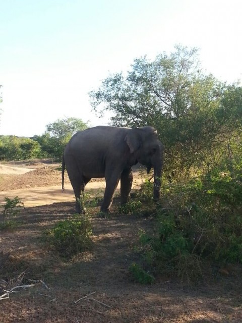 Olifant